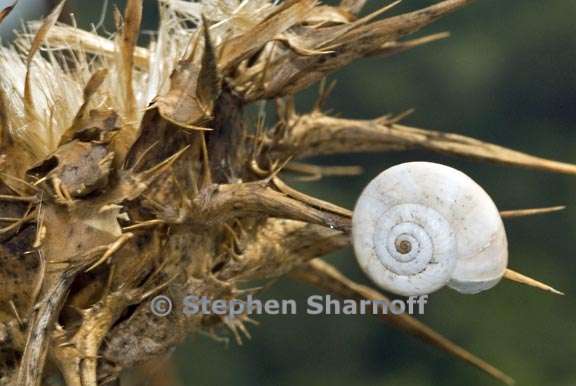 snails thistles 1 graphic